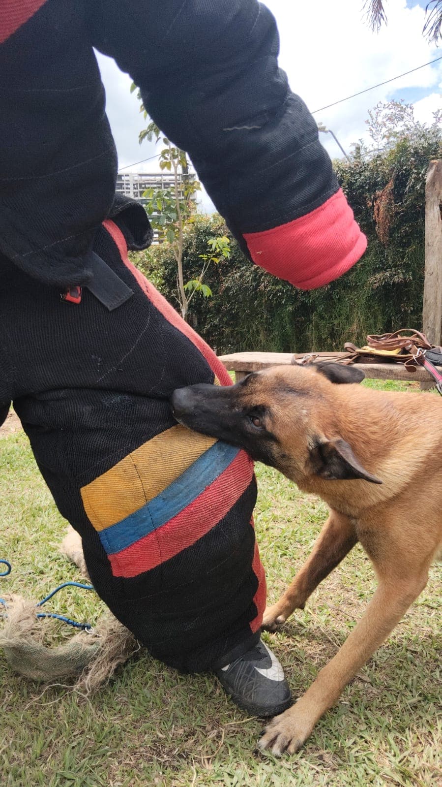 Malinois en protección deportiva mordiendo traje colombiano
