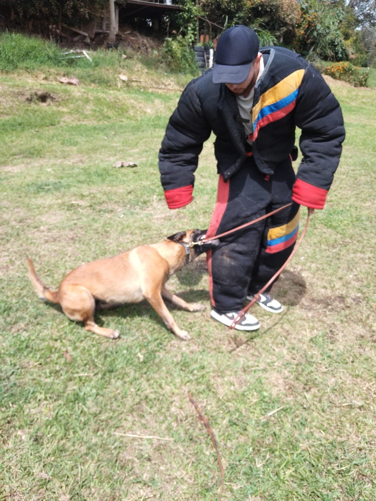 Perro en ejercicio de mordida a figurante con traje completo de protección