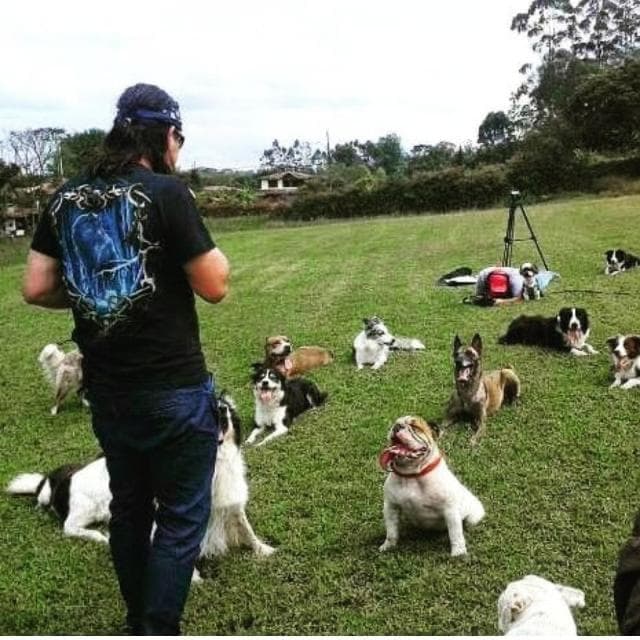 Sesión grupal de socialización y obediencia con múltiples perros