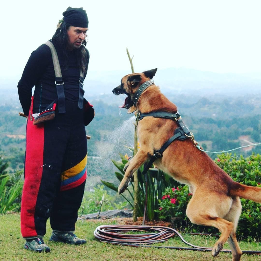 Maestro Yisus entrenando un Malinois en salto controlado