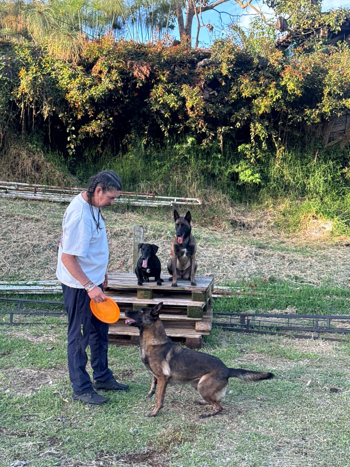 Perros de terapia acompañando ejercicio con juguete de vínculo