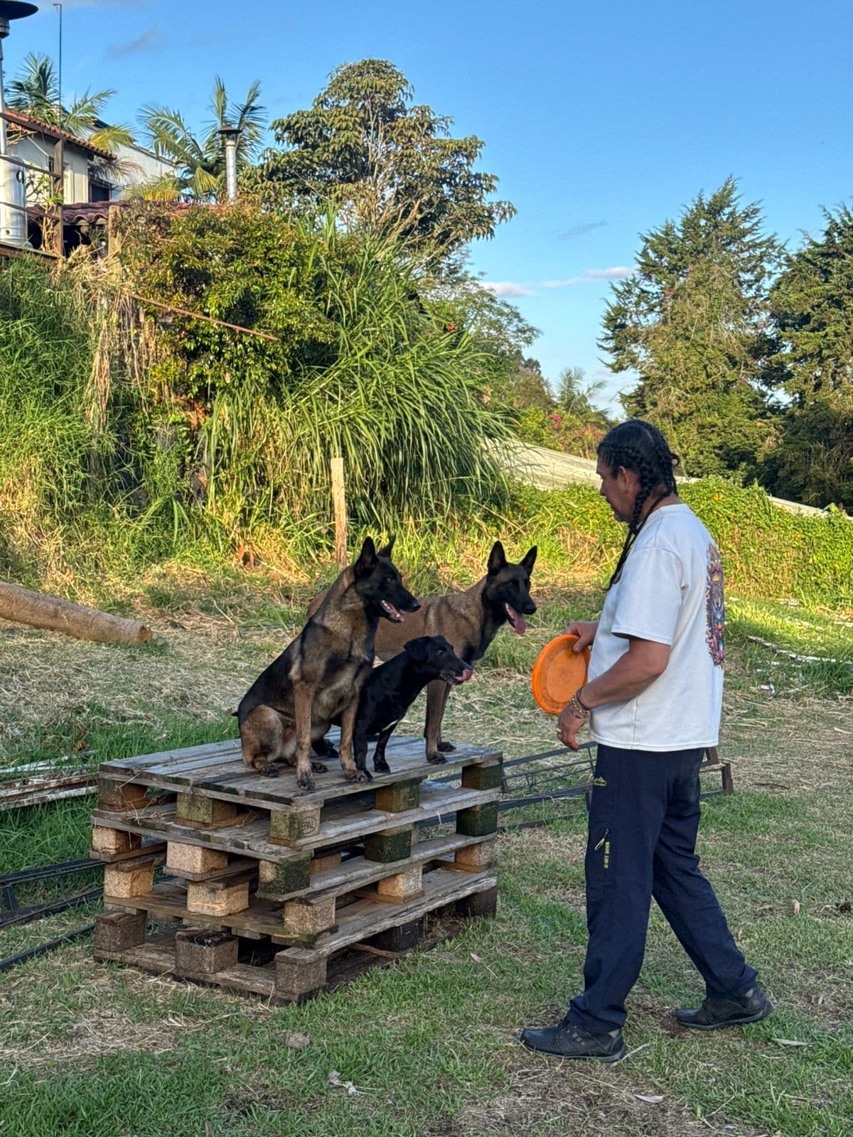 Dos malinois listos para lanzamiento de frisby en el campo
