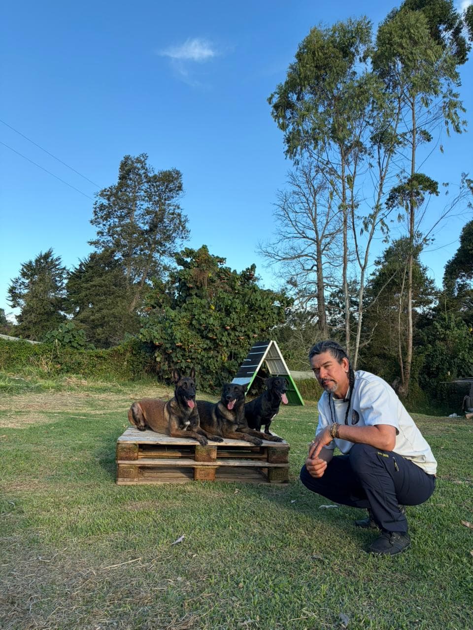 Tres perros manteniendo posición en pallets bajo comando del Maestro Yisus